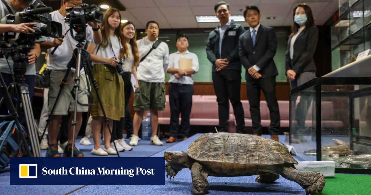 Hong Kong’s illegal wildlife trade flourishing despite tougher enforcement powers