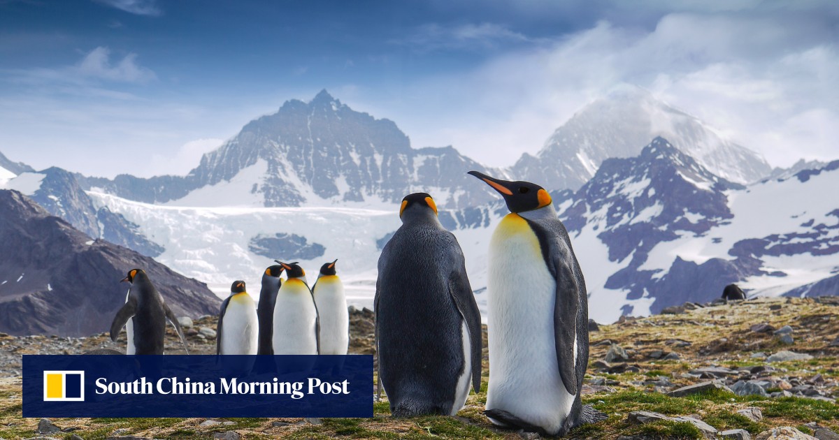 Bird flu detected in Antarctica region for first time