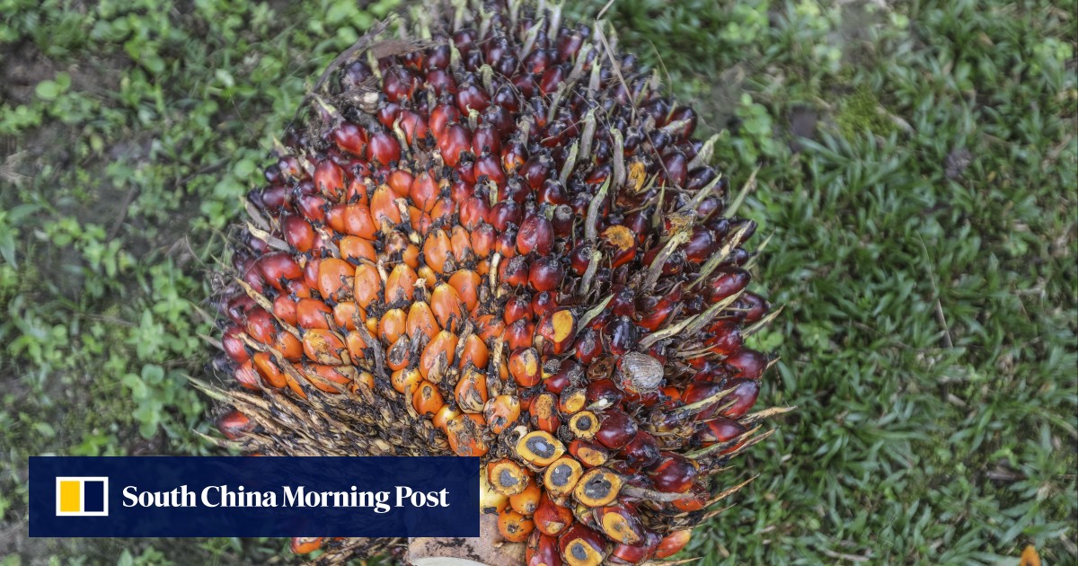 Indonesia makes first commercial flight using palm oil-blended jet fuel