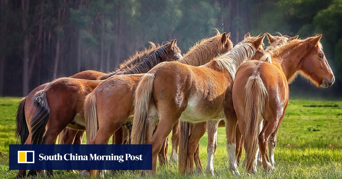 Australia to restart ‘essential’ aerial shooting of wild horses to protect native wildlife