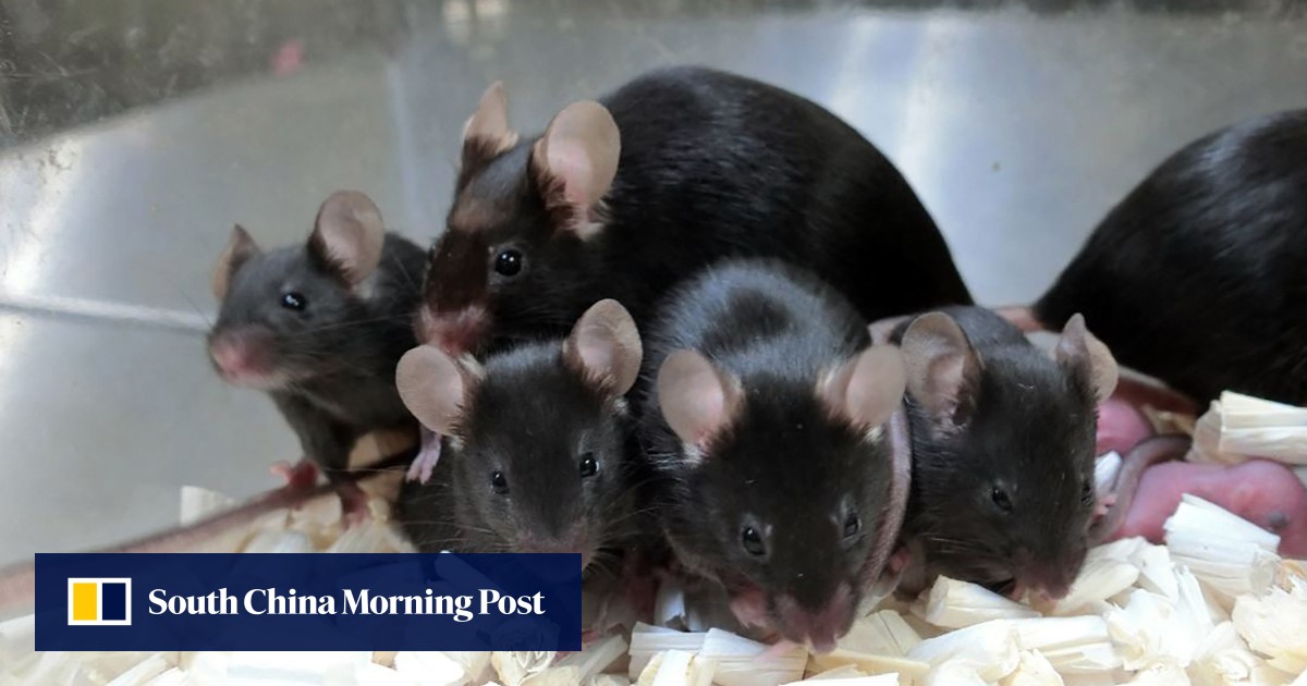 Japanese scientists grow mouse embryos in space for first time. Are human births next?