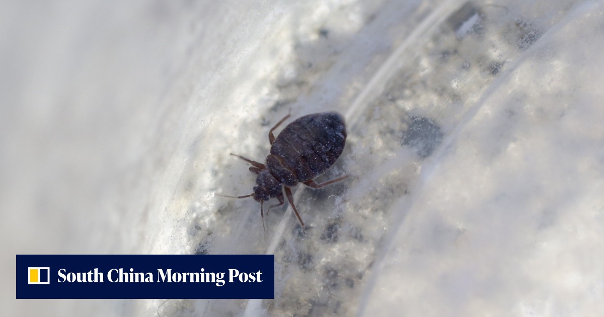 Should Hongkongers be worried about bedbugs? Here’s how to protect yourself