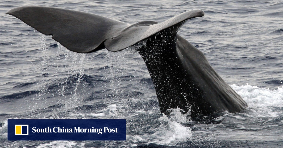 ‘Also citizens’: Caribbean island Dominica to create first marine protected area for sperm whales