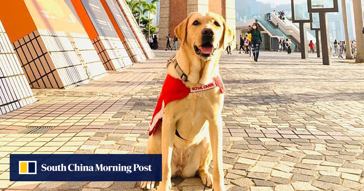 Hong Kong police investigate death of guide dog at shopping centre ...