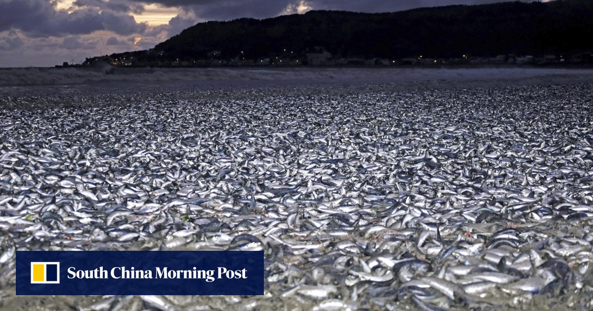 Japan mass fish death: did lack of oxygen kill at least 1,000 tons of sardines and mackerels at Hokkaido beach?