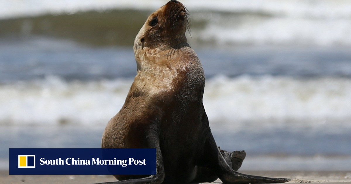 Brazil authorities scramble to isolate bird flu virus that killed 900 seals, sea lions