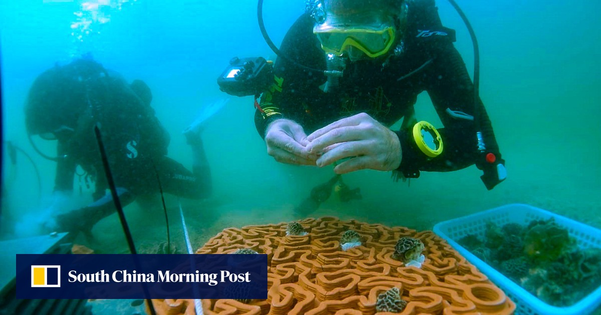 Hong Kong’s Archireef partners with First Abu Dhabi Bank to restore marine ecosystems in the Middle East