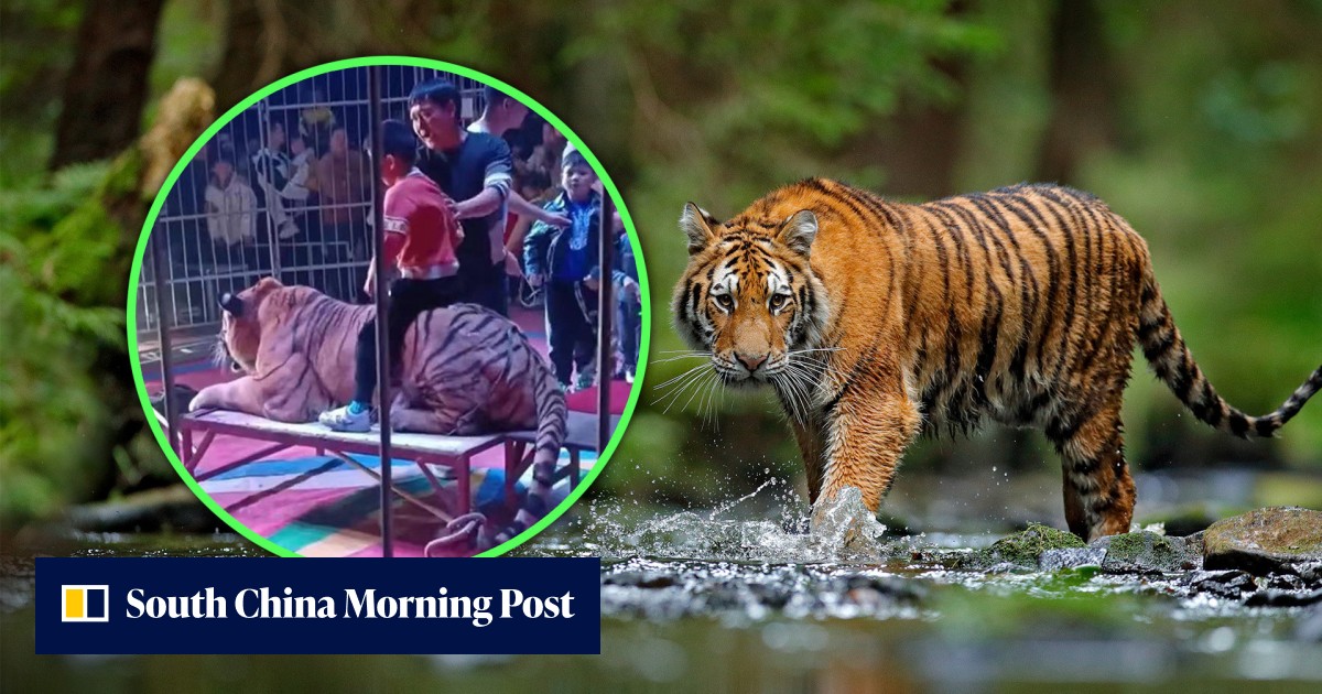 ‘Not a toy’: China circus charges US$2.8 to let children ride tiger for ...