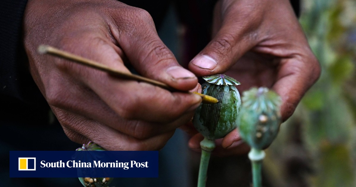 Forget Afghanistan, Myanmar is now the world’s top opium producer, UN says