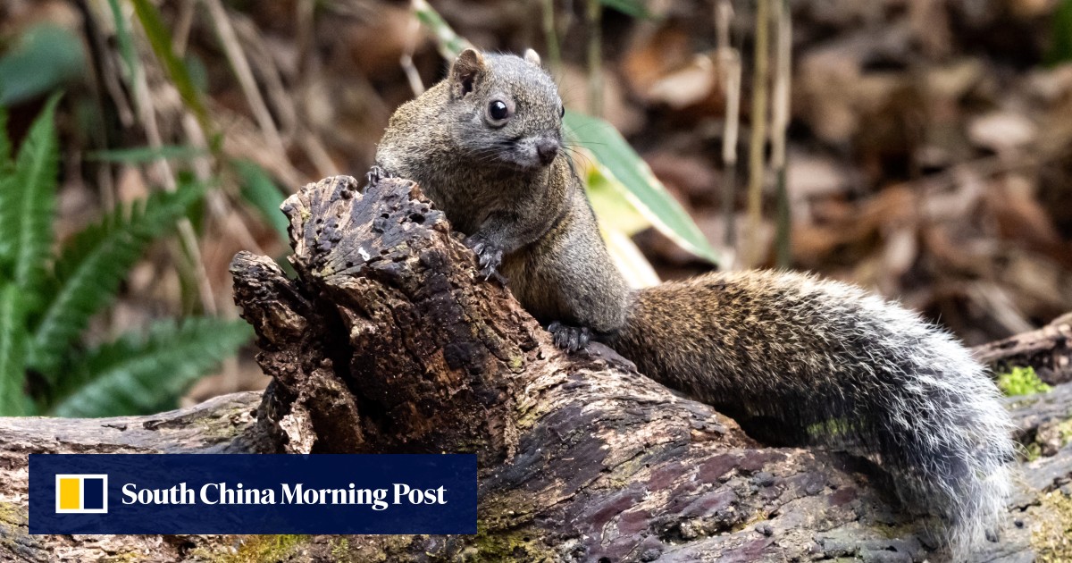 Japan city to cull ‘invasive’ squirrels harming ancient buildings, biodiversity in Kamakura