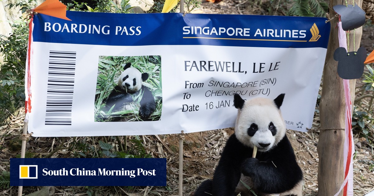 Singapore-born panda Le Le bids farewell to city state before trip to China