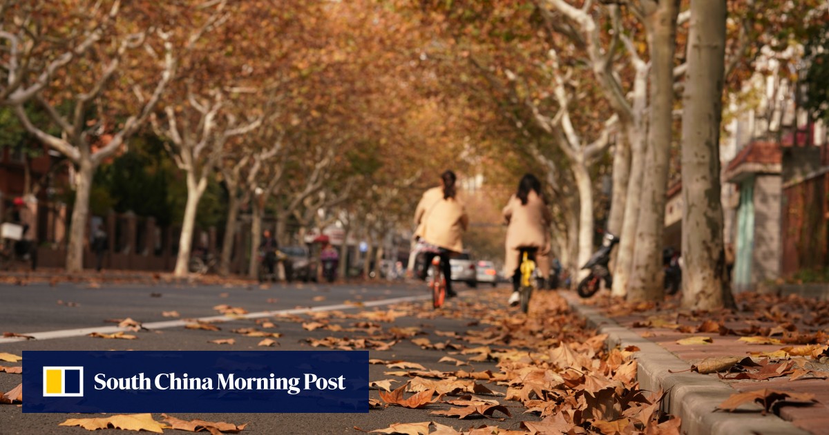 Why is Shanghai using surveillance cameras and AI to monitor its autumn trees?