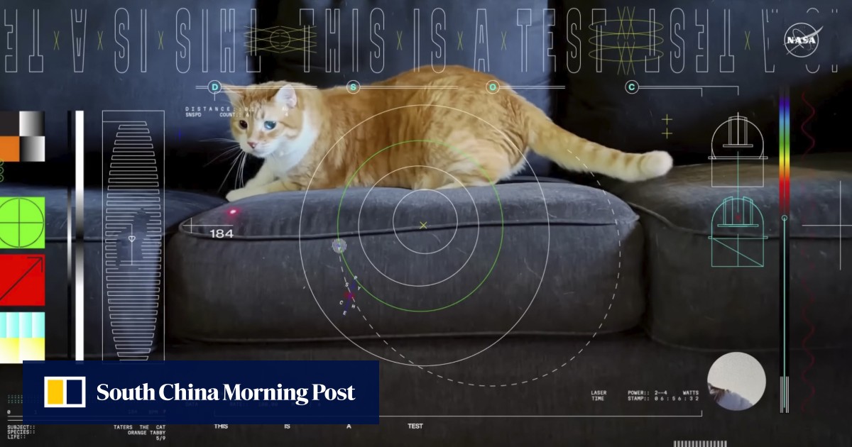 Orange tabby cat named Taters steals the show in 1st video sent by laser from deep space