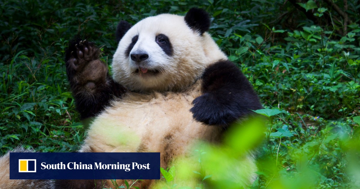 中国成都基地的大熊猫将于周一从圣诞节起停止接待游客