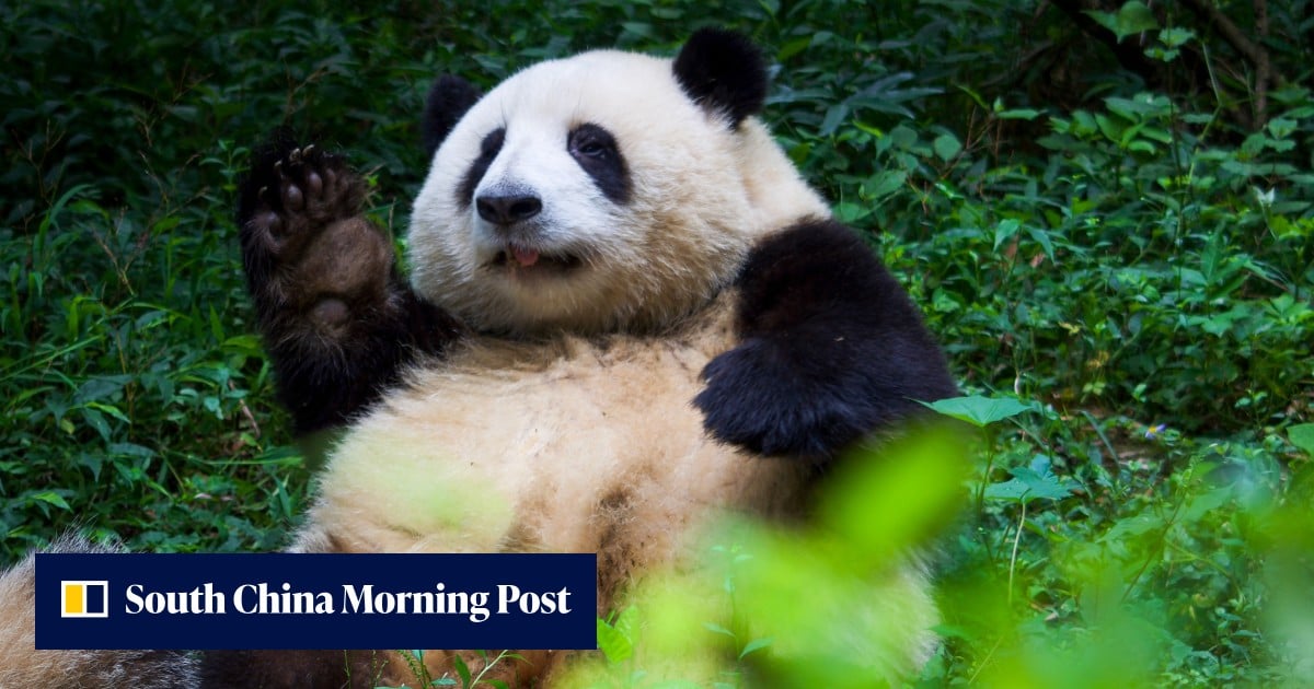 Disformed Panda China’s giant pandas at Chengdu base will take Mondays off from ...