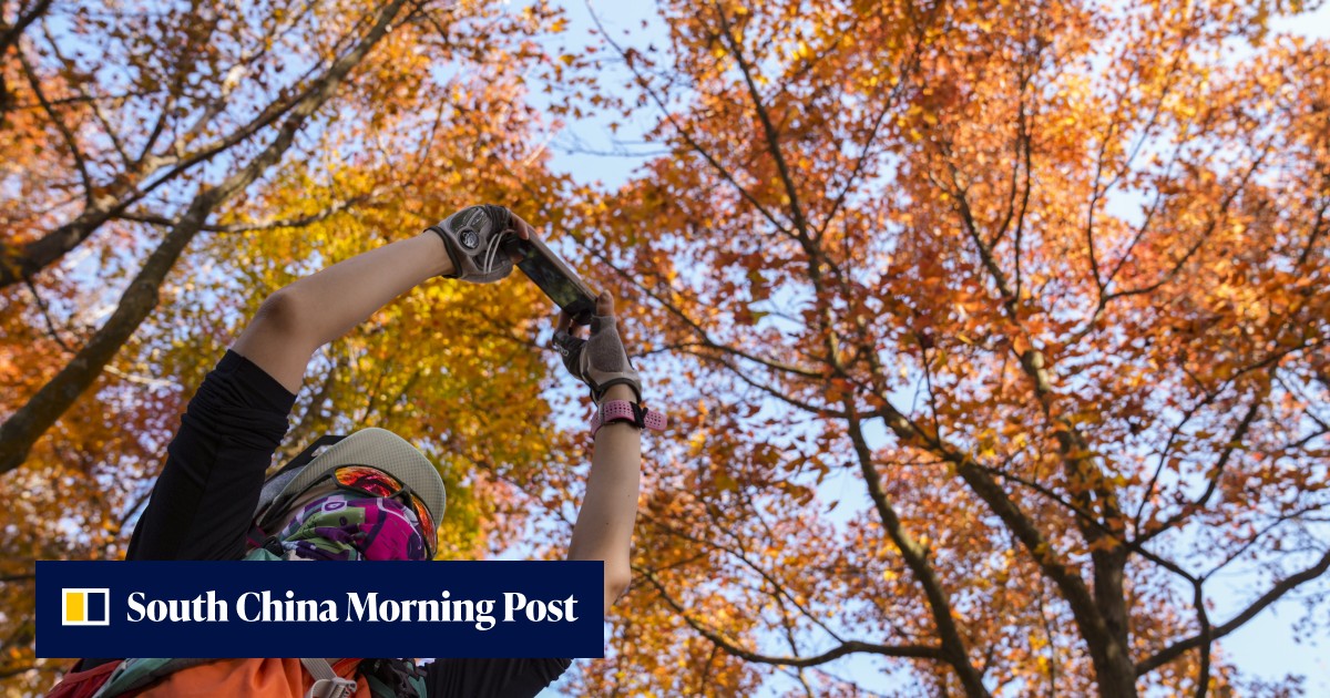 Hong Kong hiker, 67, dies after falling down stairs on her way to ...