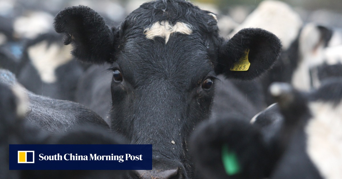 New Zealand dairy products can enter China duty-free, last tariffs removed under FTA