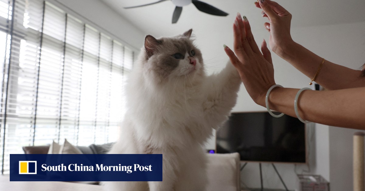 As Singapore prepares to lift cat ban in HDB flats, some say new rules don’t go far enough