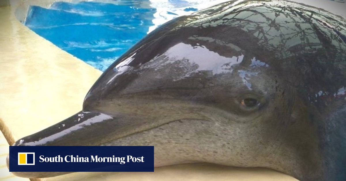 Hong kong ocean park’s oldest male indo-pacific bottlenose dolphin dies aged 40