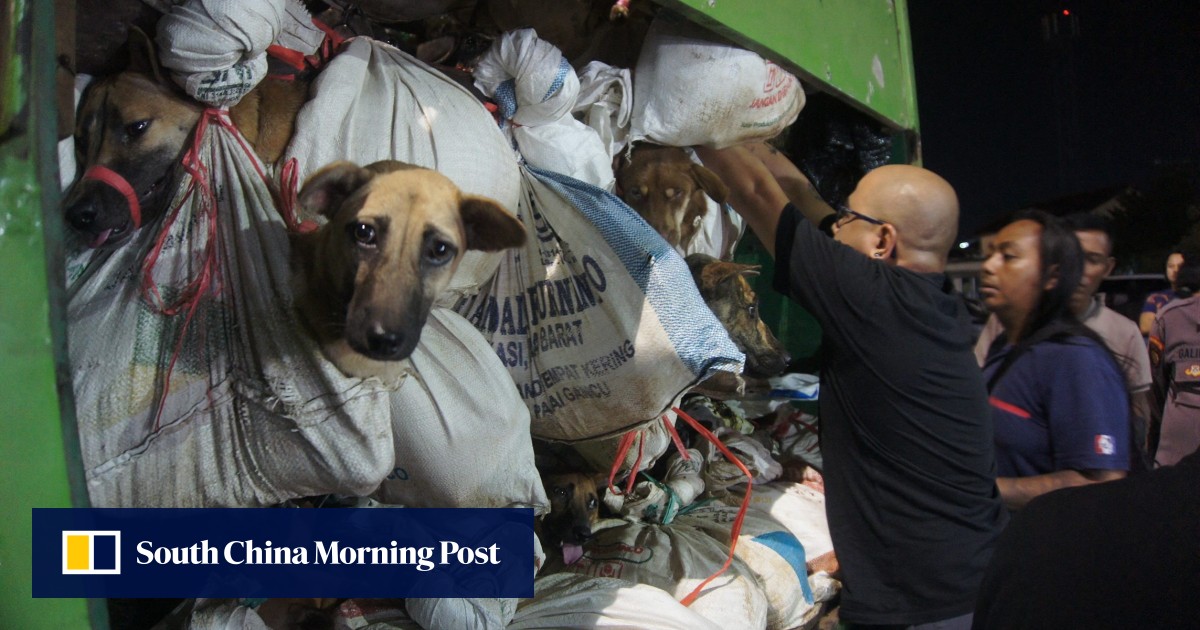Polisi Indonesia menyita truk berisi 226 anjing untuk disembelih untuk konsumsi manusia dalam kampanye hak-hak hewan