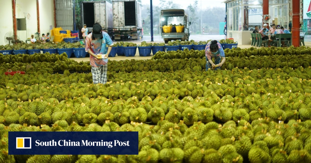China’s durian market ripens as Thailand loses ground, Vietnam and Philippines get a taste