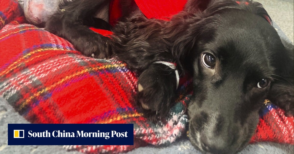 6-legged dog has surgery to remove extra limbs and adjusts to life on 4 ...