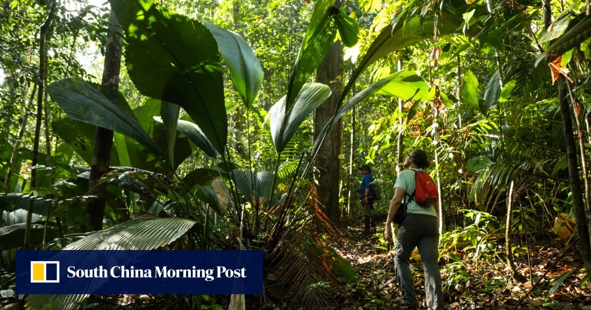 感觉就像侏罗纪时代的丛林:在马来西亚新的云冰州立公园停留,展示稀有野生动物并提供物质享受