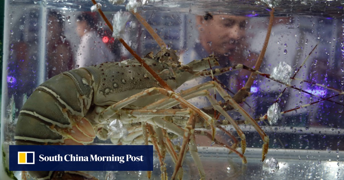 China’s ban on Australian lobsters has Asean members clawing way into market