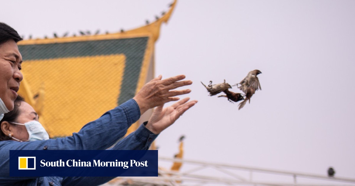 How animals suffer for Buddhists to earn spiritual points – in Cambodia ‘life release’ rituals decimate birds