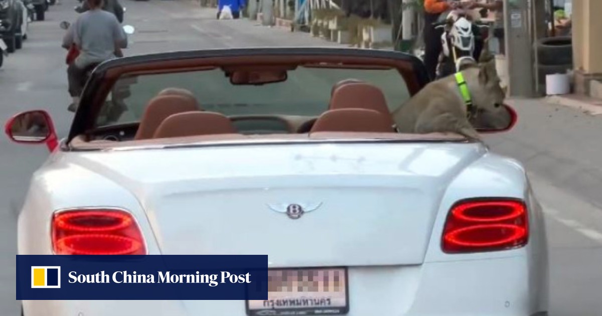 ‘No responsibility’: Thai woman faces jail after friend takes her pet lion cub out for a drive in a Bentley