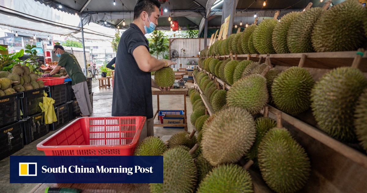 中国和马来西亚即将达成新的榴莲协议,并正在考虑延长免签旅行 中国和马来西亚即将达成新的榴莲协议,并正在考虑延长免签旅行