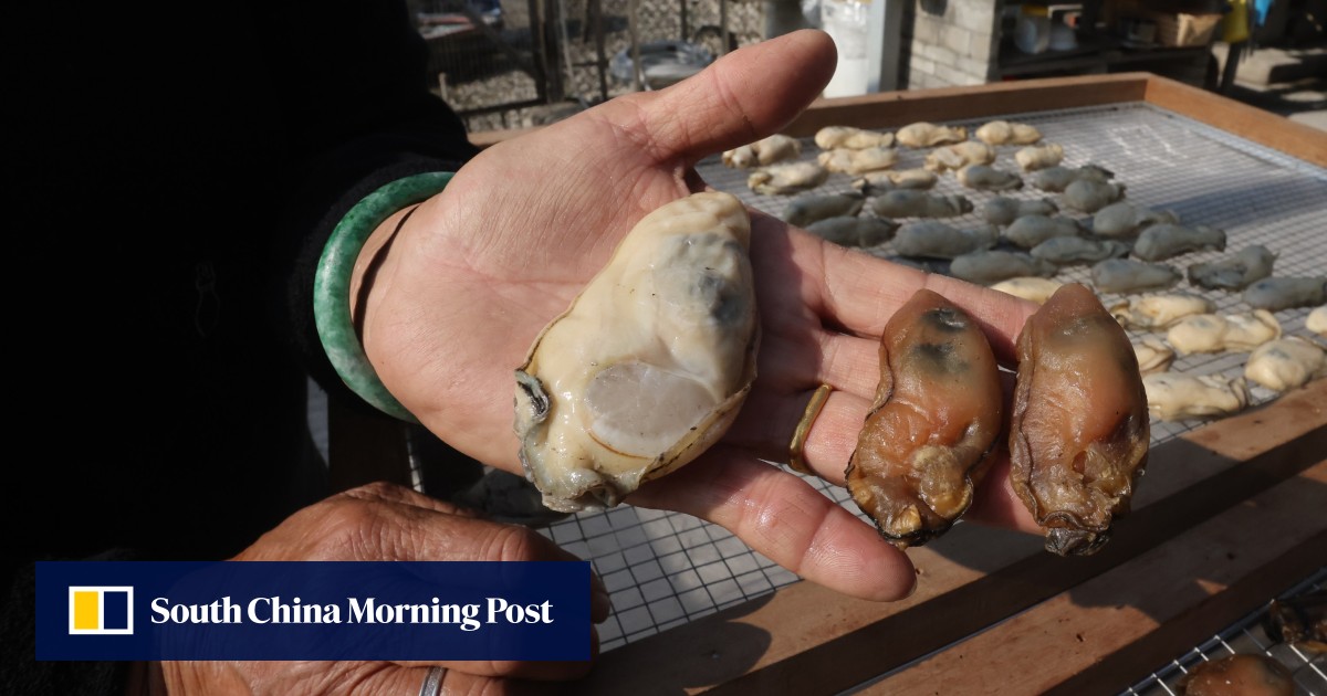 Golden oysters, a centuries-old Chinese New Year treat in Hong Kong, secrets to the best ones, and how climate change makes their future uncertain