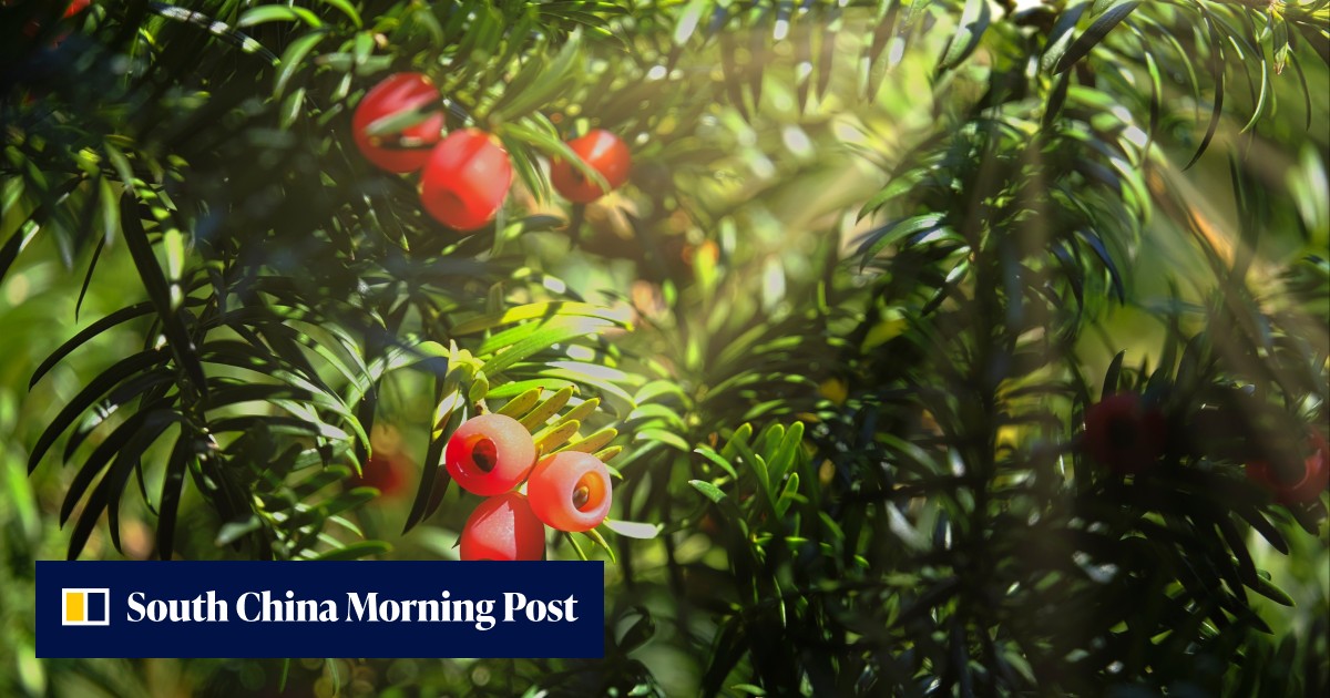 A tree that makes a rare anticancer compound is near extinction ...