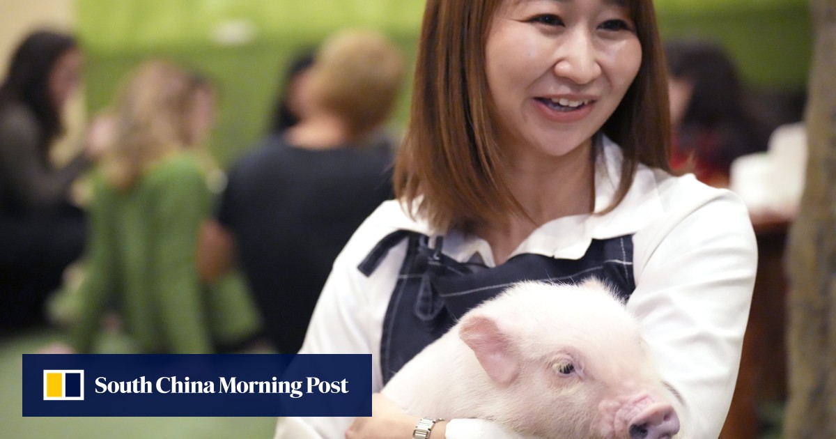 Forget cat cafes, Japan now has coffee shops where you can cuddle a pig