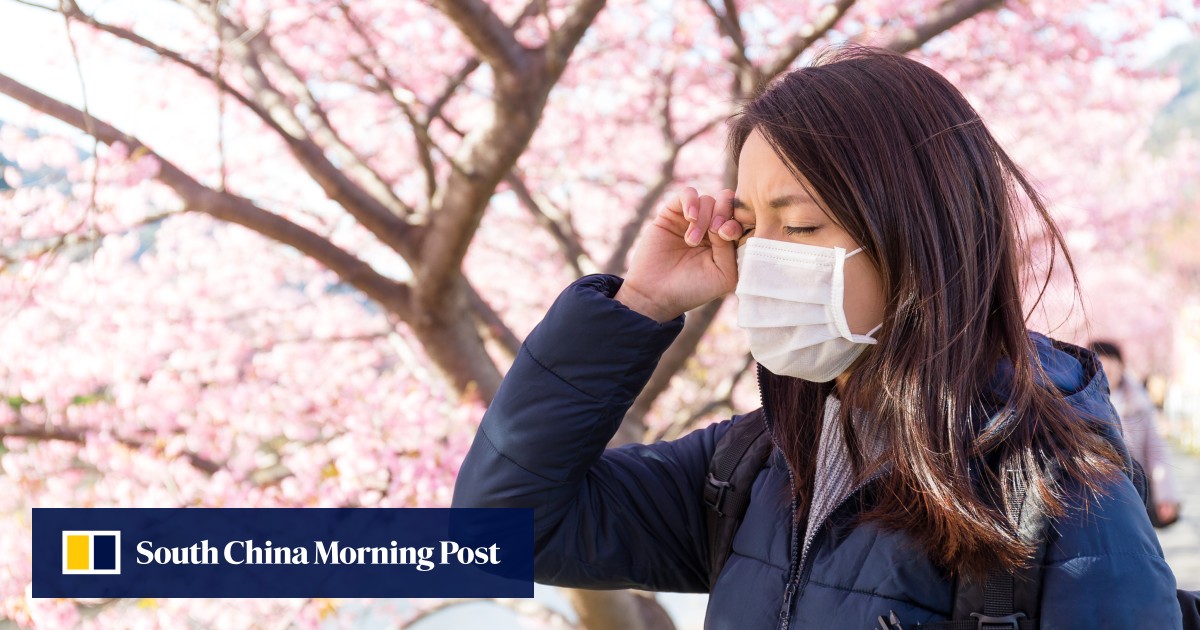 日本は花粉症患者の呼吸を楽にするために花粉の季節と戦う