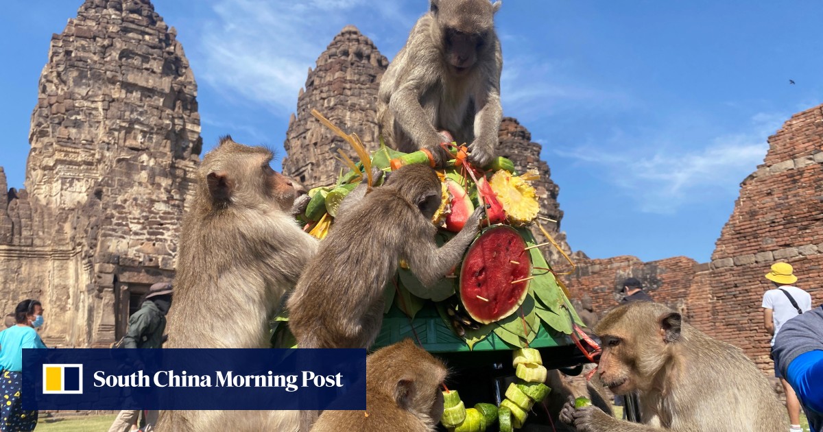Chinese investments on hold, residents flee as 3,500 monkeys take over Thai city