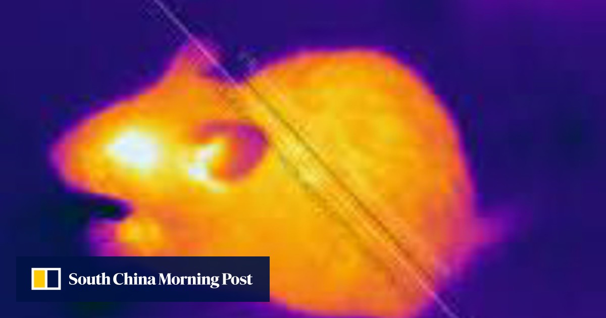 Hong Kong’s rat problem tackled with new AI and hitech surveillance