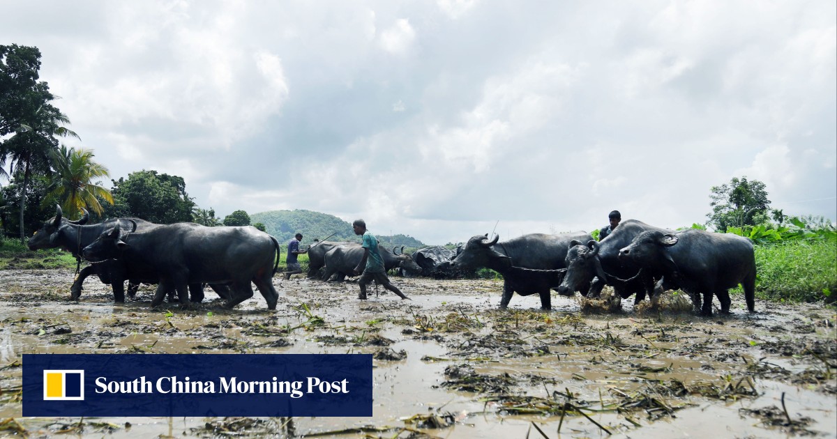 In Sri Lanka, climate change traps women farmers in ‘exploitative’ cycle of economic violence