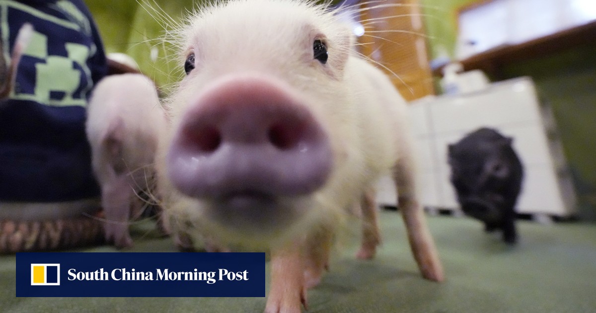 日本、ドナー不足問題で苦軍奮闘する中、科学者たちが人間臓器移植のために初の豚を飼育