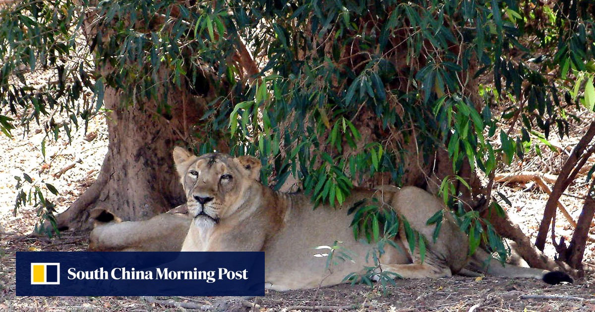 2 lions in India named after Hindu deity and Muslim emperor spark court petition