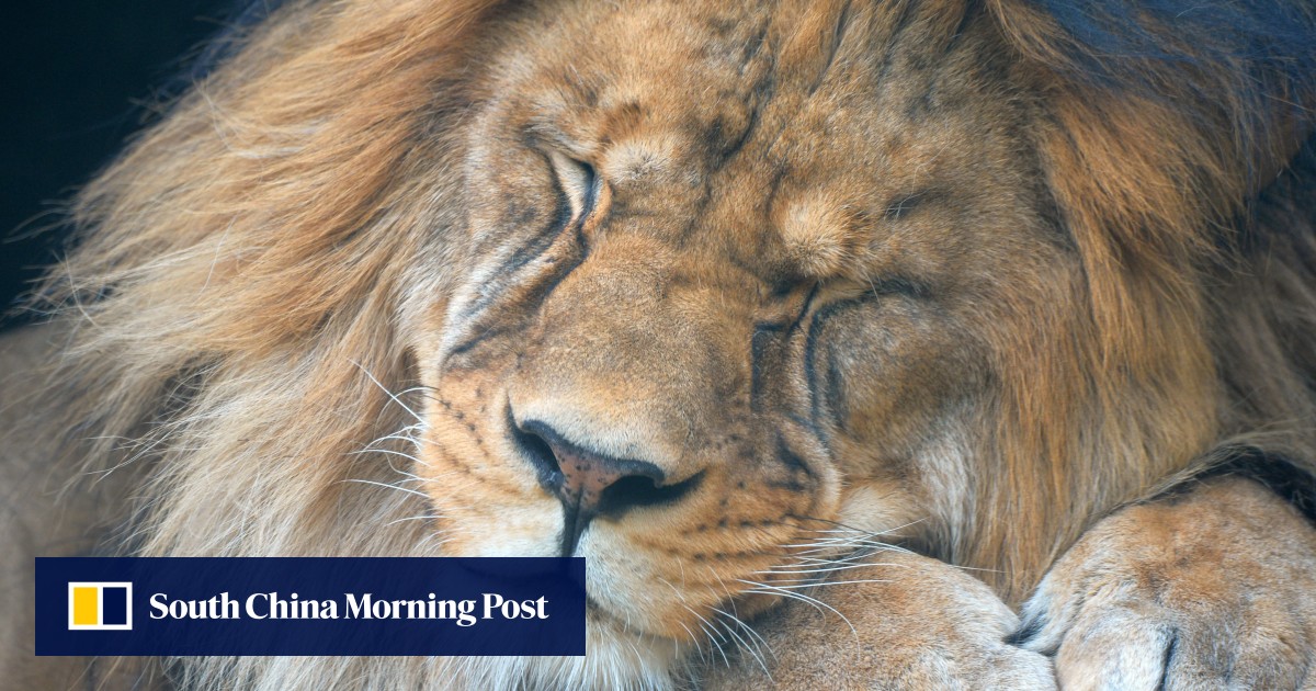 Uproar in India as Hindu group files court case over lion named after Muslim emperor