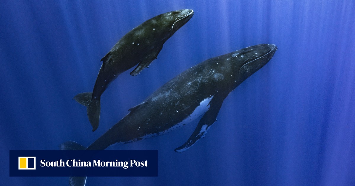 How do whales sing? Scientists may have figured it out at last