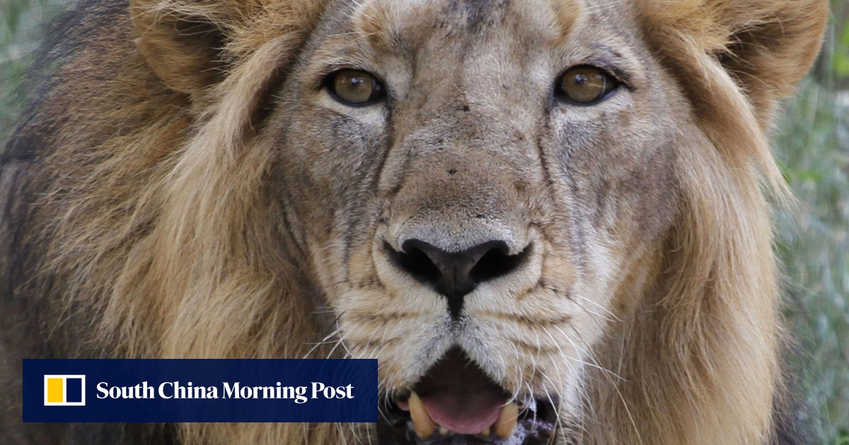 Indian court asks lions, named for a Hindu goddess and a Muslim emperor, be renamed ‘to avoid controversy’