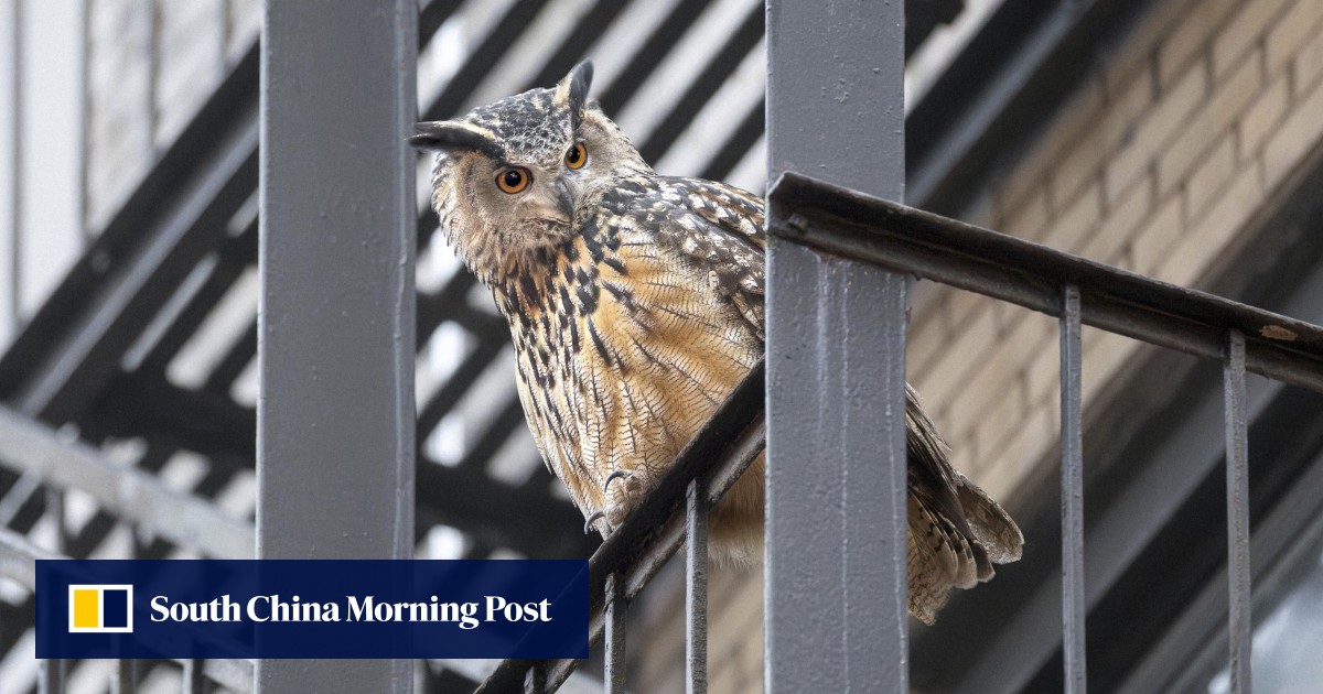 New York’s beloved owl, Flaco, dies after apparently crashing into building