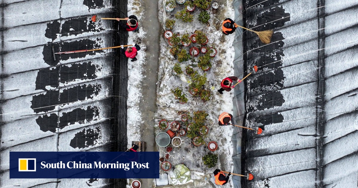 China on alert for chilly climate injury to spring vegetable crops – Cyber Tech