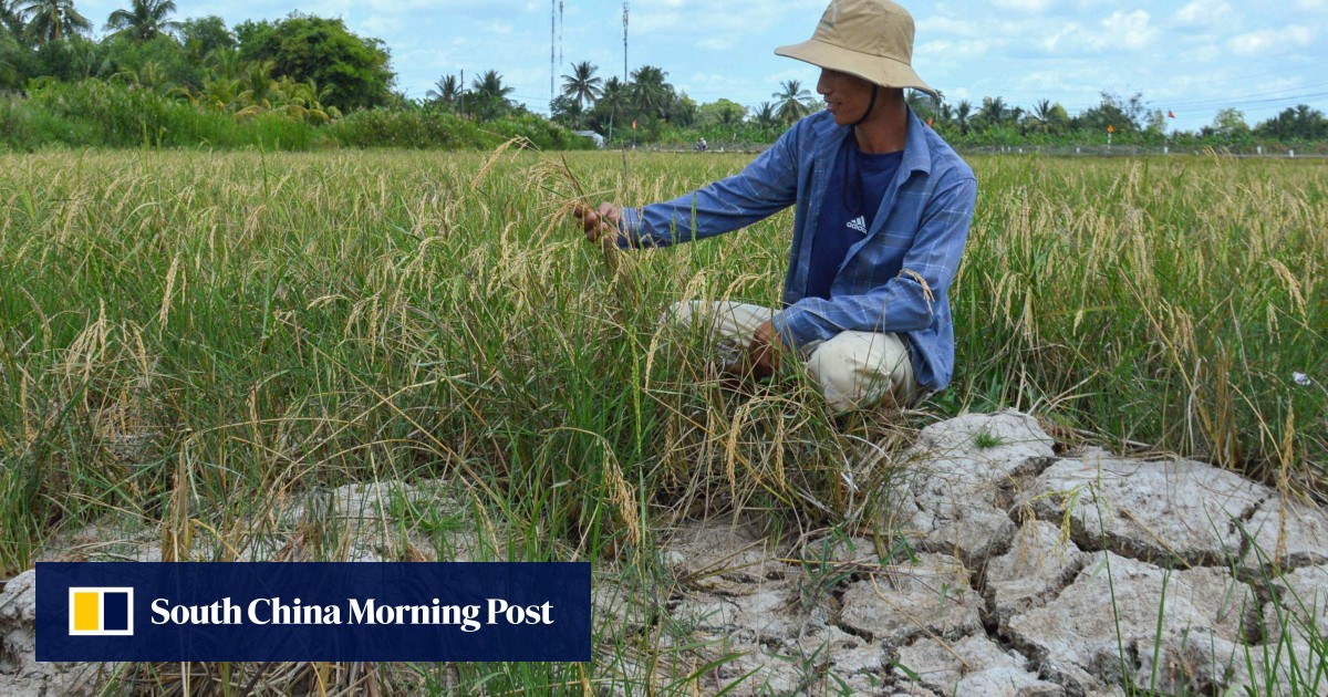 Vietnam’s Mekong Delta ‘rice bowl’ cracks in monster February heatwave