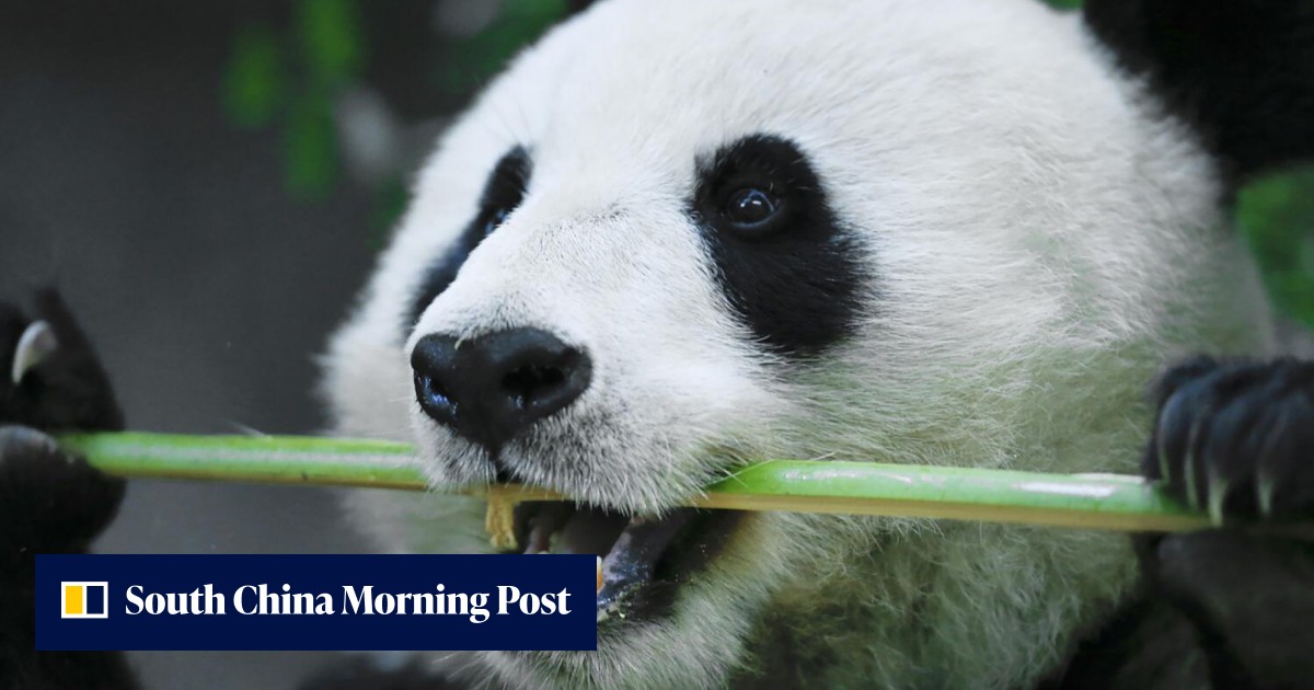 The return of panda diplomacy: what it suggests about China-US relations - Vimarsana News