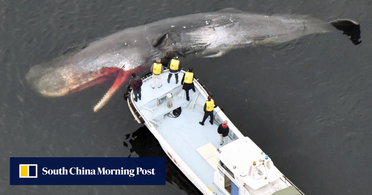 日本の大阪湾でのクジラの死、原因と頻度について懸念が高まる：「社内のGoogleマップは混乱している」