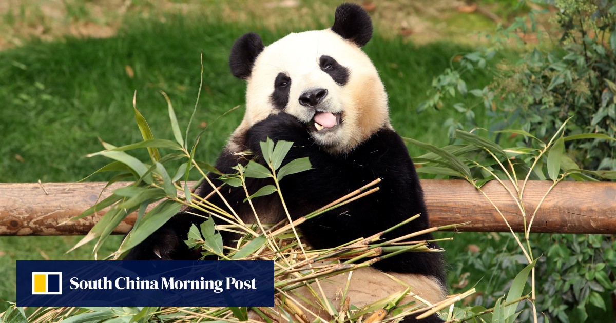 South Koreans bid farewell to panda Fu Bao ahead of her return to China: ‘sad to say goodbye’