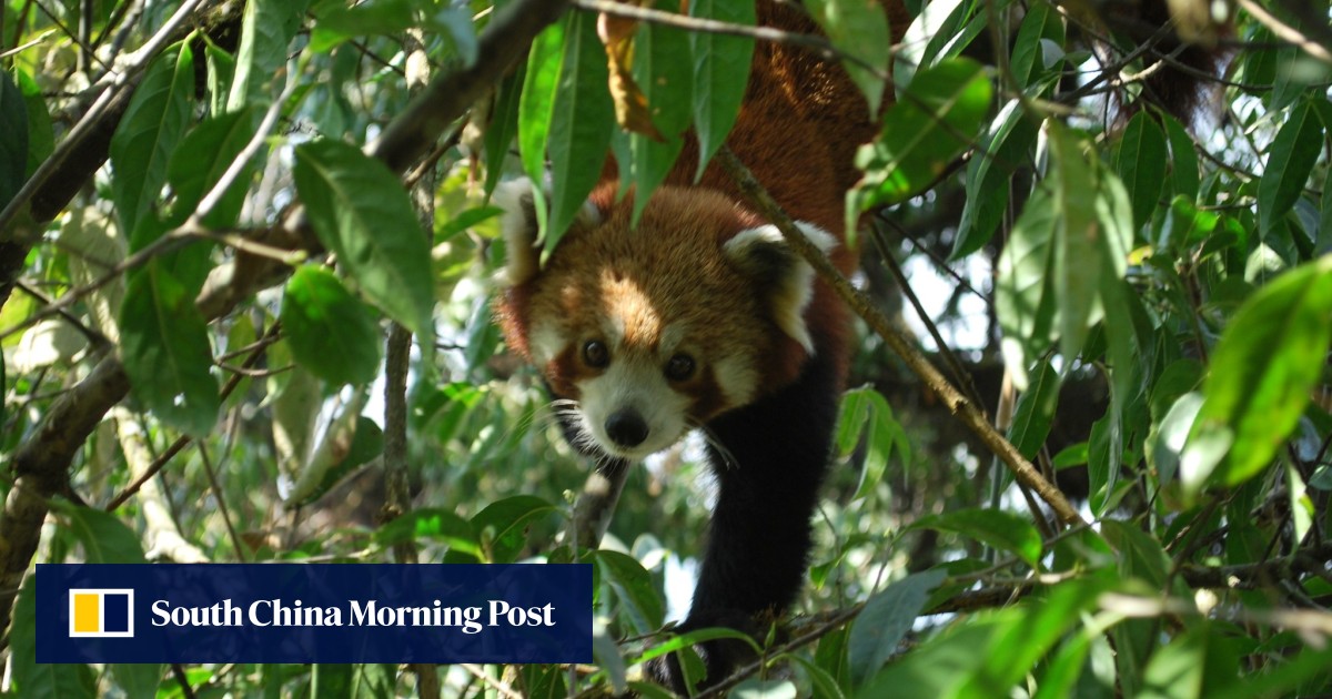 Nepal’s ‘forgotten’ red pandas: poachers become protectors in campaign to save rare species
